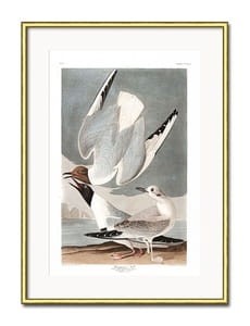 Obraz ARCTIC BIRD II