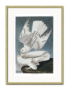 Obraz ARCTIC BIRD III