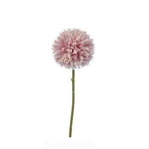 CZOSNEK długi Mauve Pink  H29