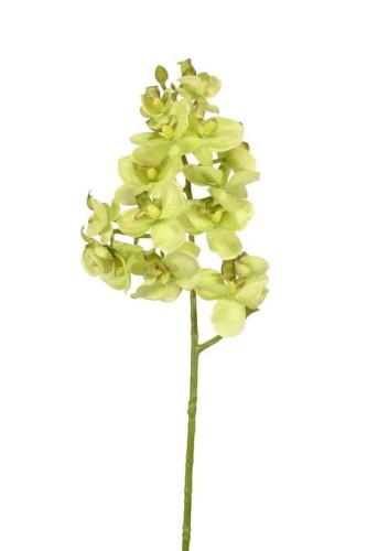 storczyk-drobny-58cm-sun396-green-decofinity.jpg